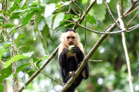 Capuchin coffee