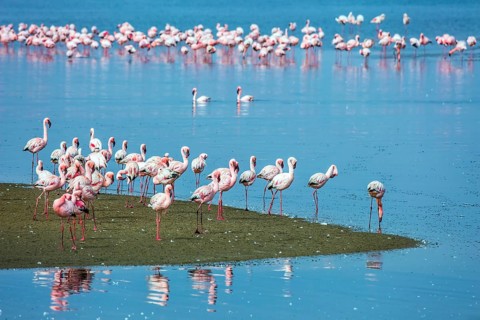 Soloist. Flock of white and pink flamingos feed themselves in coastal silt. Namibia. Sunrise.