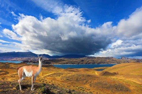 Beautiful day in early autumn in Patagonia. National Park Torres del Paine. On the yellowed grass