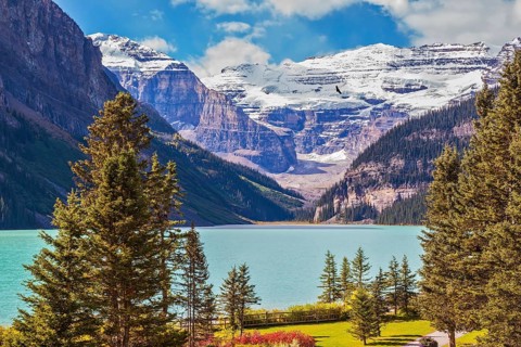 Flowers on the banks of mountain Lake Louise. Emerald lake is surrounded by mountains, glaciers and