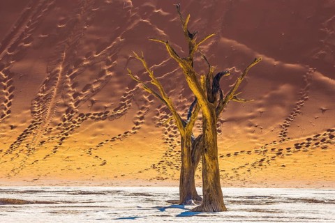 Namib-Naukluft National Park. The bottom of a dry lake with dry trees. Huge dunes with footprints