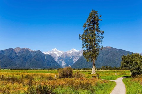 New Zealand, South Island. Dirt road to Lake Matheson. Snow-capped peaks of Mount Cook and Mount