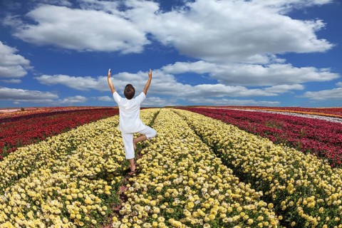 Buttercups blooming garden. Farmers field with flowers grown for export sales. An elderly woman