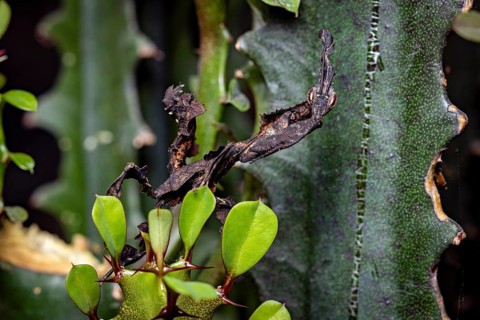 A deciduous mantis with dark camouflage resting on a green plant with leaves, ghost mantis