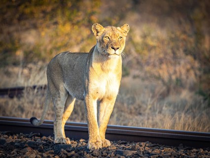 Female lioness (Panthera leo) standing on railway track, Balule Plains, South Africa, Africa