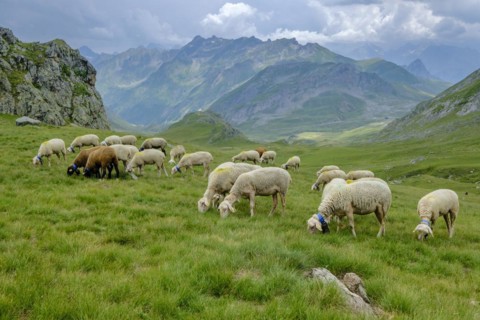 Flock of sheep in the meadows of Portalet, Ayous lakes tour, Pyrenees National Park, Pyrenees