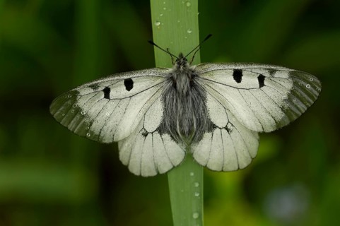 Clouded Apollo (Parnassius mnemosyne)
