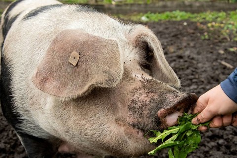 Close-up of a Bentheim black pied