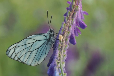 Tree white butterfly (Aporia crataegi) on a flower