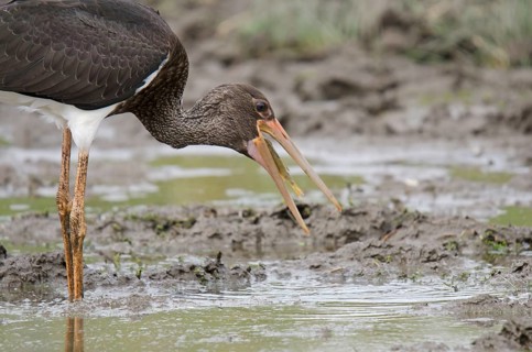 Young black stork with prey