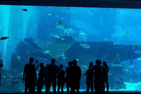 Silhouette of people in front of huge aquarium with stingray and fishes on Sentosa island,