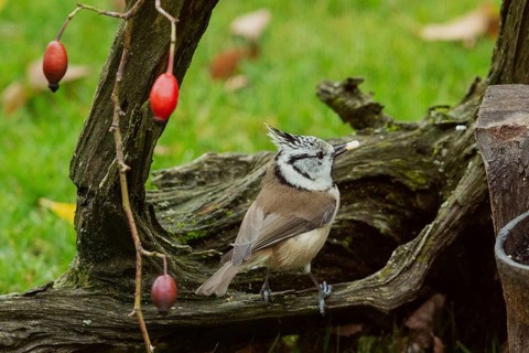 Crested tit with food in beak sitting on tree stump with red rose hips looking right