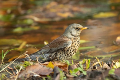 Juniper thrush standing at the water's edge, looking right