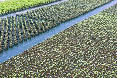 Baby plants growing inside of pots greenhouse nursery