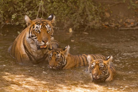 Wild Indian or Bengal tigress with two young cubs cooling off in a waterhole on a hot summer day in