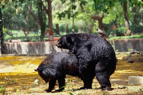 Bears mating melursus ursinus crow on back