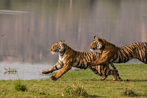 Bengal tiger in Ranthambhore national park, rajasthan, India, Asia