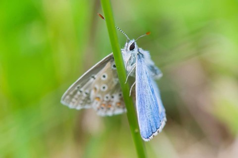 Blue butterfly Celastrina argiolus in nature environment