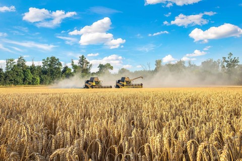Two harvesters in a wheat field and blue cloudy sky
