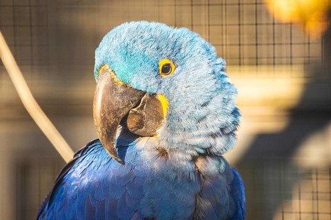 Blue parrot with large beak in front of a grid in the sunlight, Straubing Zoo, Lower Bavaria