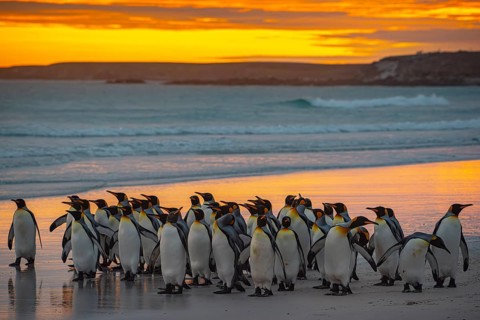 King penguins (Aptenodytes patagonicus), in the morning light on the beach, Volunteer Point,