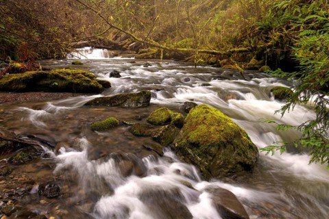 Color image of a redwood forest. Northern California, USA, North America