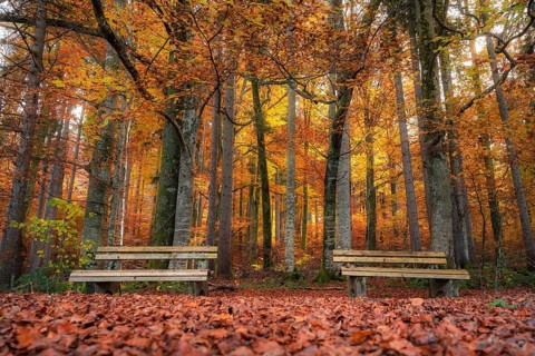 Fall scenery with two wooden benches on a carpet of autumn leaves, in a colorful deciduous forest,