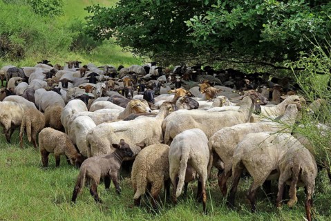 Flock of sheep