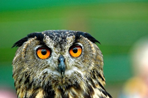 European eagle owl (Bubo bubo), captive, Germany, Europe, eagle owl, falconry Neunkirchen,