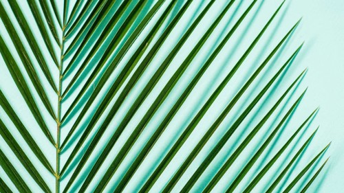 Palm leaves close up on pastel blue background. Tropical palm leaves top view or flat lay. Copy