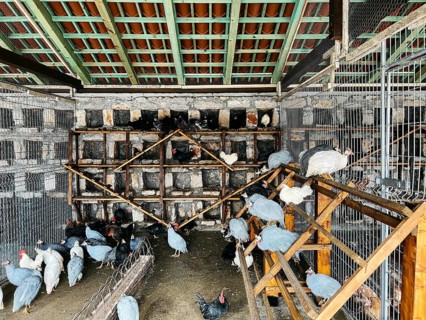 Guinea fowls and chickens sit on perches in a chicken coop.