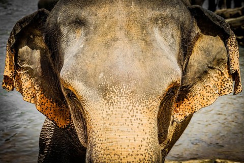 Wild elephant image (Sri Lanka Pinnawara). Shooting Location: Sri Lanka