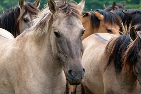 The Dülmen horses live wild near Dülmen, in the Merfelder Bruch nature reserve in North
