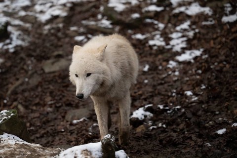 Laura Dick Pelm, Kasselburg, Rhineland-Palatinate, polar wolves, wolf feeding on 04.01.2025 in the