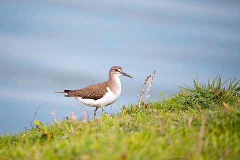 Common sandpiper (Actitis hypoleucos), in vegetation at the water's edge, Schleswig-Holstein Wadden