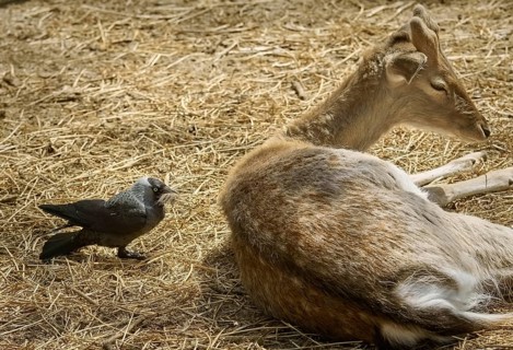 Crow Collects Wool for a Nest from the Dorsum of a Deer Varna, Bulgaria, Europe