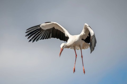 White stork (ciconia ciconia) in flight in a village in late winter