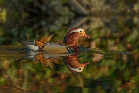 Beautiful Mandarin Duck swimming on the water. France