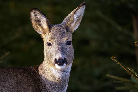 Roe deer in a spruce forest, Capreolus capreolus. Wild roe deer in nature