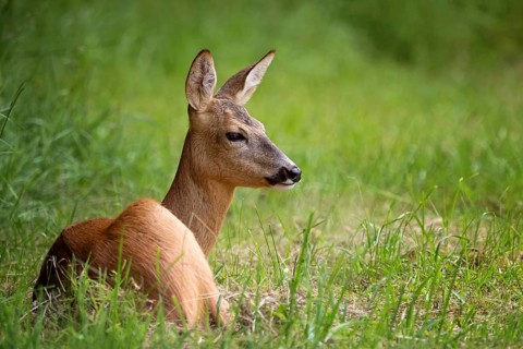Roe deer in the forest, Capreolus capreolus. Wild roe deer in nature