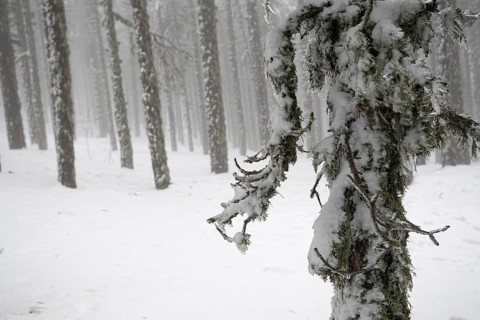Winter forest landscape with mountain covered in snow and pine trees. Troodos mountains in Cyprus