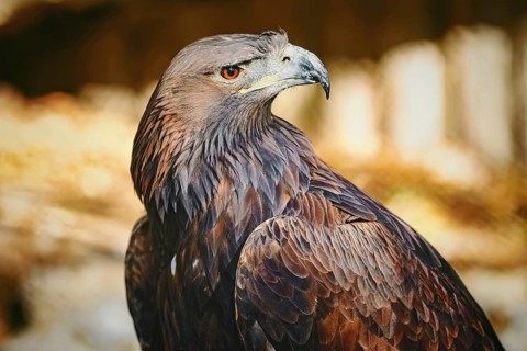 Close up Portrait of Golden Eagle (Aquila Chrysaetos Canadensis) Varna, Bulgaria, Europe