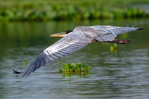 Cocoirei heron (Ardea cocoi), flying, in flight, Pantanal, inland, wetland, UNESCO Biosphere