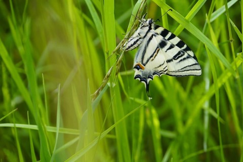 scarce swallowtail (Iphiclides podalirius), one of the largest butterflies, freshly hatched,