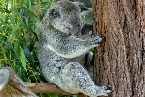 Australian koala bear in a eucalyptus tree in Queensland