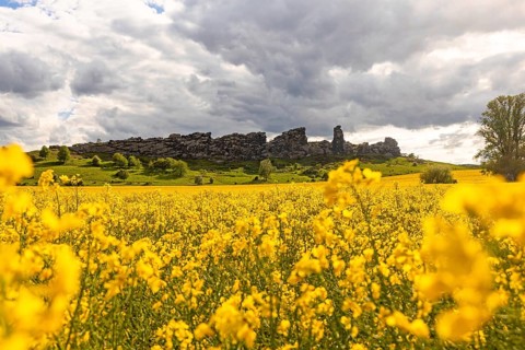 Devil's Wall near Thale in the Harz Mountains with a rape field in bloom