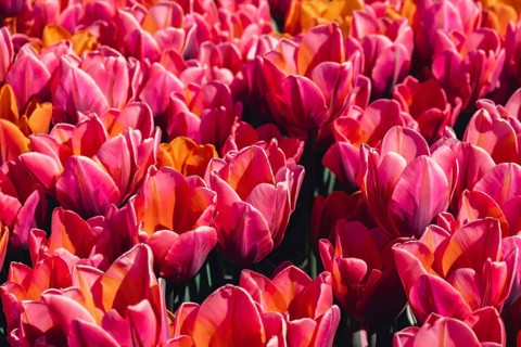 Pink Tulip flowers blooming in the garden field landscape. Beautiful spring garden with many red