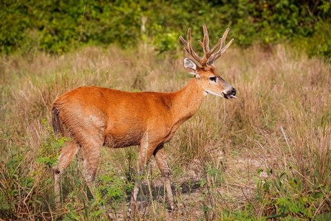 Side view of a Pampa Deer with beautiful colored fur in the afternoon light on a dry meadow,