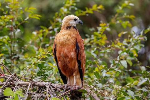 Close-up of a Black-collared hawk perched on a branch against green background, looking to the