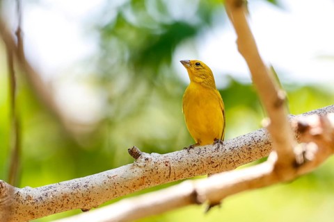 Saffron Finch perched on a bare tree branch against bright natural background, Pantanal Wetlands,